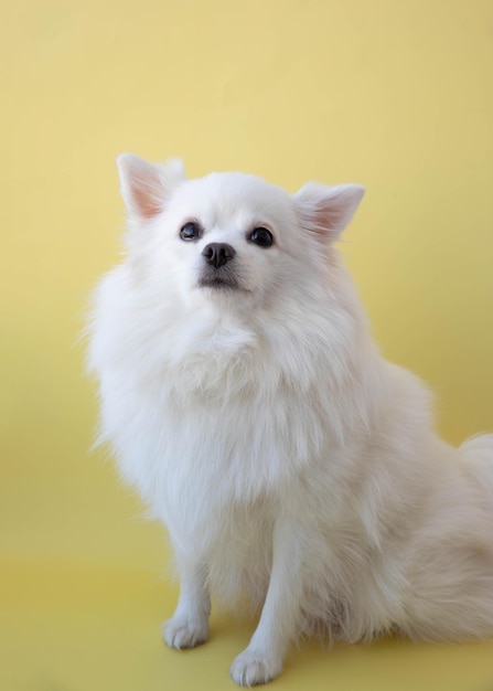 Un piccolo cane pomeranian bianco si siede su un animale domestico di sfondo giallo