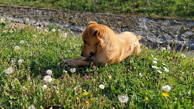 Un piccolo cane rosso mangia felicemente l'osso trovato l'animale giace sull'erba verde fresca tempo soleggiato