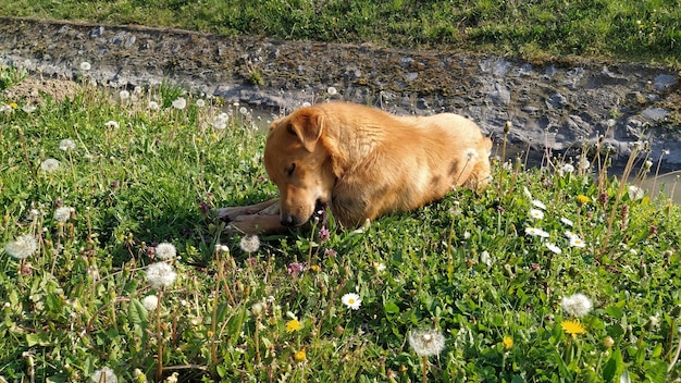 Un piccolo cane rosso mangia felicemente l'osso trovato l'animale giace sull'erba verde fresca tempo soleggiato