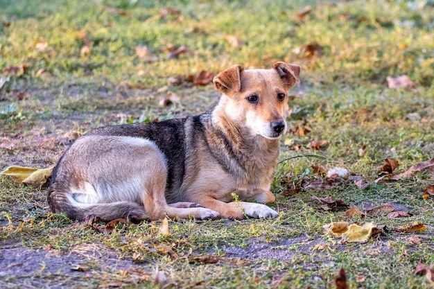 Un piccolo cane si trova in giardino sull'erba in autunno