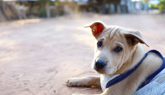 Un piccolo cane thailandese in attesa che il proprietario torni a casa