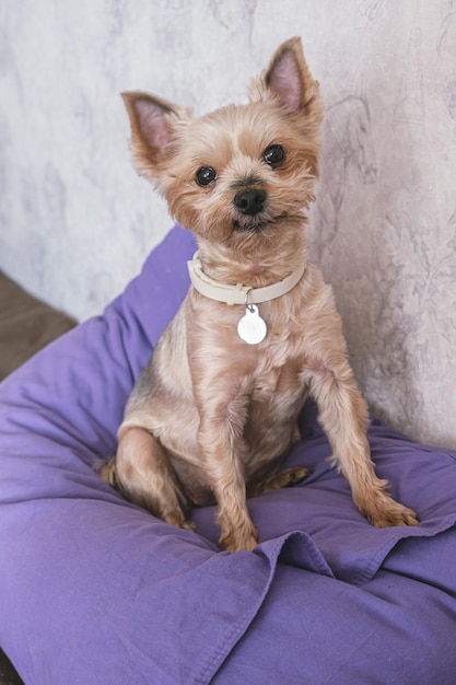 Un piccolo cane Yorkshire terrier con collare di zecca si siede su un cuscino