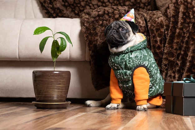 Un piccolo carlino con un berretto e un costume da festa siede vicino al regalo che l'animale festeggia il suo compleanno