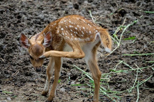 Un piccolo cervo bambino nello zoo