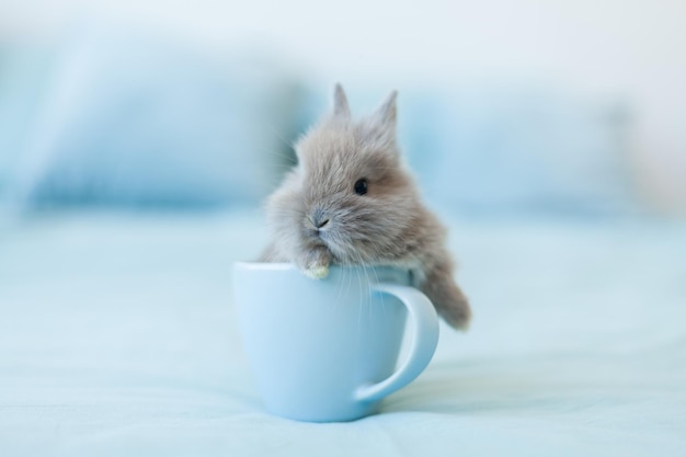 Un piccolo coniglietto di Pasqua grigio su sfondo azzurro In una tazza