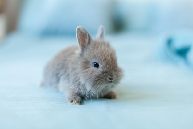 Un piccolo coniglietto di Pasqua grigio su sfondo azzurro