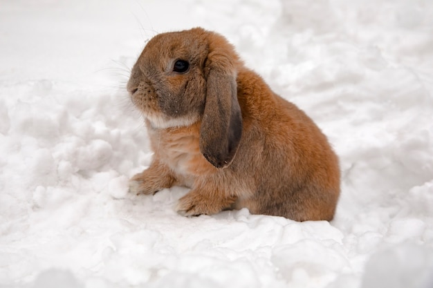 Un piccolo coniglio decorativo di razza ram è seduto e scava una buca. Un simpatico coniglio sulla neve bianca invernale.