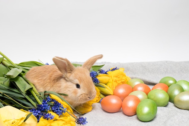 Un piccolo coniglio pasquale con uova dipinte e fiori primaverili su sfondo bianco