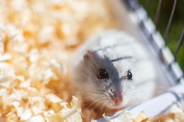 Un piccolo criceto grigio vive in una gabbia con trucioli di legno Un carino cucciolo in una piccola casa Il concetto di animali domestici Lo sfondo forte e sfocato