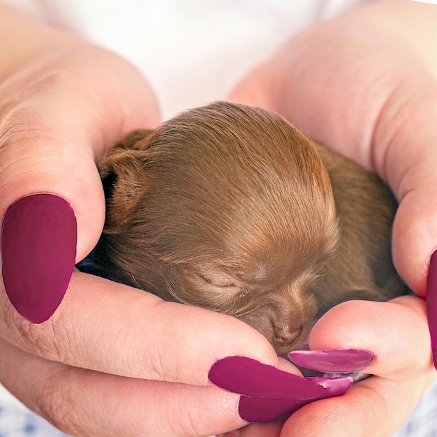 Un piccolo cucciolo addormentato nei palmi delle mani di una ragazza