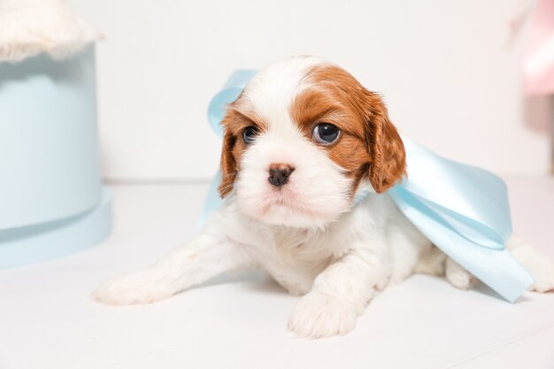 Un piccolo cucciolo con un delicato fiocco blu su sfondo bianco, un ritratto ravvicinato