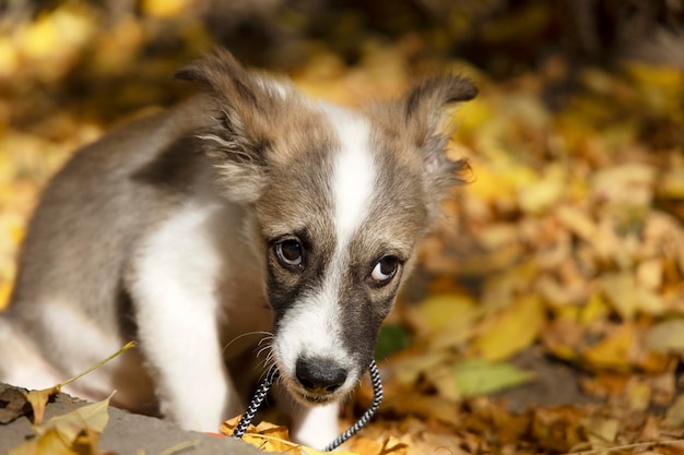 Un piccolo cucciolo con uno sguardo colpevole in una foglia caduta