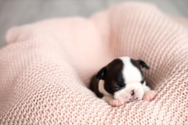 Un piccolo cucciolo di Boston Terrier dorme su una coperta a maglia rosa Animali domestici Cane dolce carino Foto di alta qualità