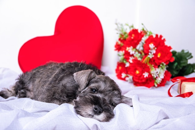 Un piccolo cucciolo di schnauzer barbuto in miniatura sdraiato su un letto tra fiori rossi un cuore un regalo Amore per gli animali domestici Animali domestici preferiti Concetto di San Valentino Cura degli animali domestici