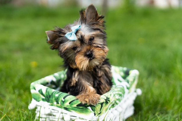 Un piccolo cucciolo di Yorkshire Terrier seduto in un cesto di vimini bianco su Green Grass Cane carino