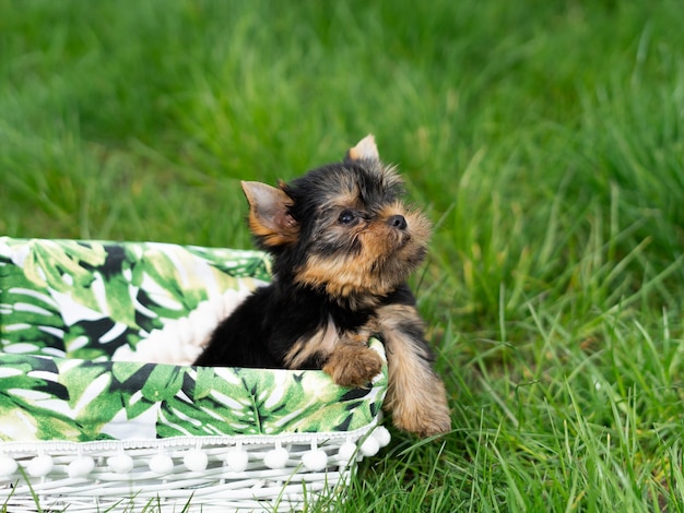 Un piccolo cucciolo di Yorkshire Terrier seduto in un cesto di vimini bianco su Green Grass Cane carino