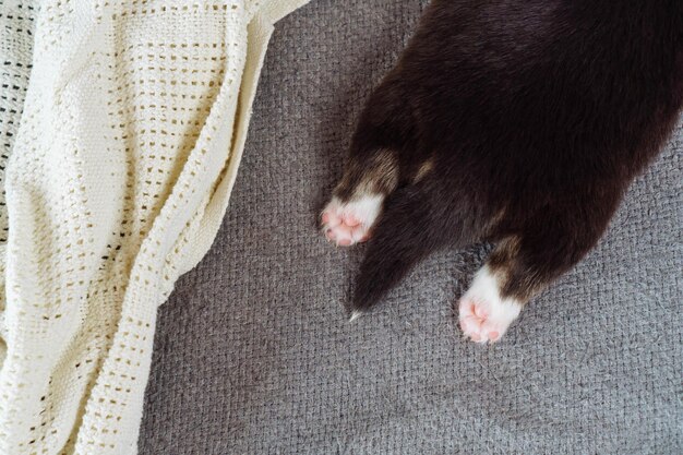 Un piccolo cucciolo giace su una superficie grigia sulle loro pance esponendo i talloni rosa Giorno del cucciolo Amore e tenerezza