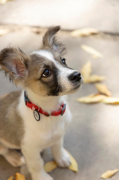 Un piccolo cucciolo guarda il proprietario