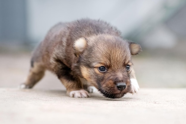 Un piccolo cucciolo lanuginoso cammina incerto lungo il sentiero di cemento