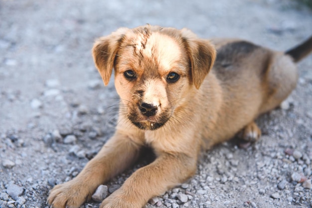 Un piccolo cucciolo rosso sulla strada Animale senzatetto