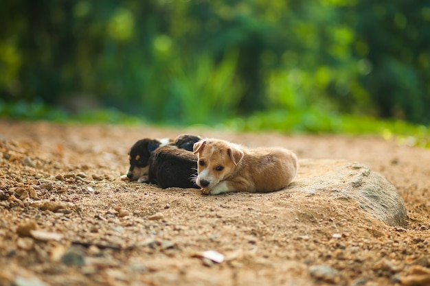 Un piccolo cucciolo senza casa