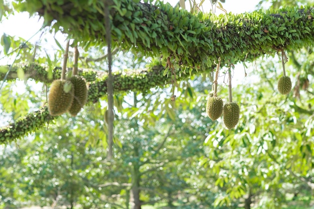 Un piccolo durian che sta per diventare il re dei frutti della Thailandia.