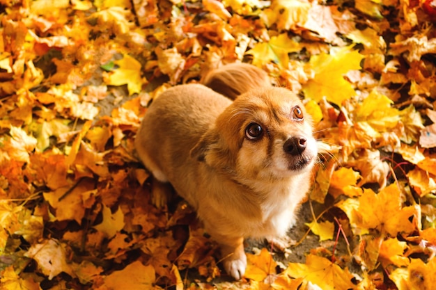 Un piccolo e carino cane dai capelli rossi in un parco autunnale tra il fogliame cerca attentamente l'umore autunnale