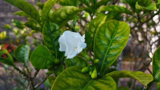 Un piccolo fiore bianco con foglie verde giallastre.