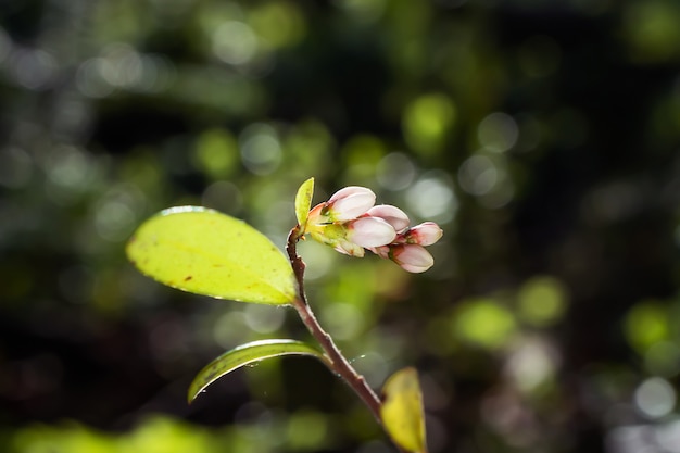 Un piccolo fiore bianco cresce in una foresta