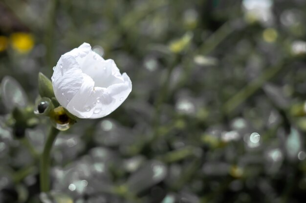 Un piccolo fiore bianco piantato sulla collina e piantato in varie case per turisti