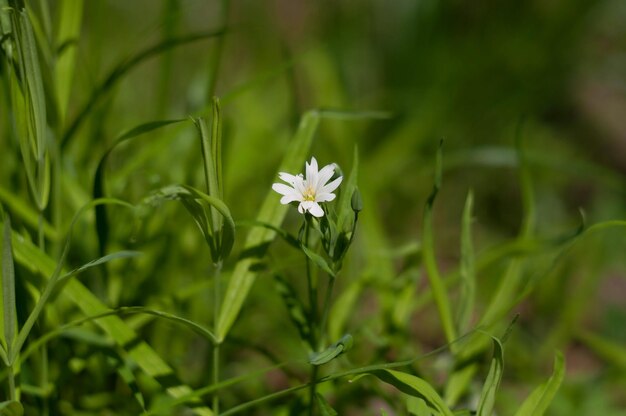 Un piccolo fiore bianco tra la vegetazione primaverile di maggio Regione di Mosca Russia