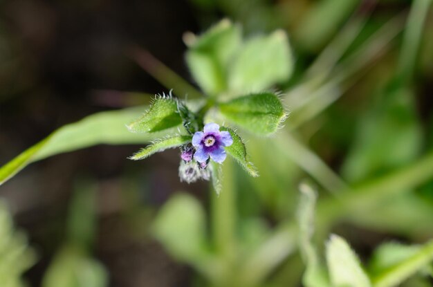 Un piccolo fiore blu con un centro viola