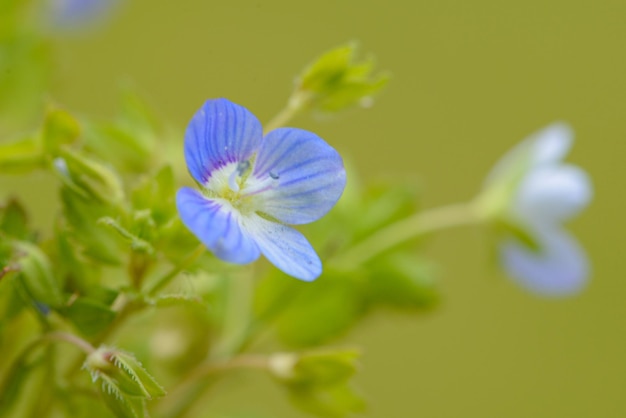 Un piccolo fiore blu con uno sfondo verde