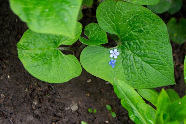 Un piccolo fiore blu è su una foglia verde