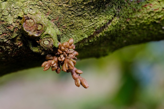 Un piccolo fiore durian sta per diventare un grande fiore.