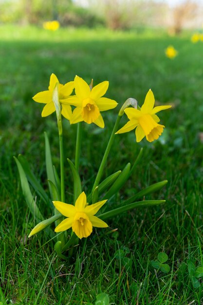 Un piccolo fiore giallo emerge dalla lussureggiante prateria