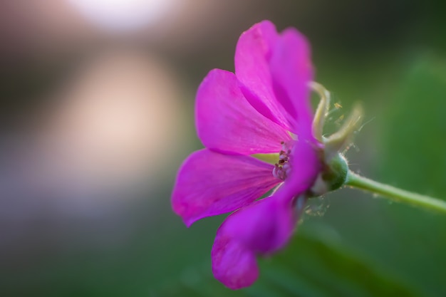 Un piccolo fiore rosa cresce in una foresta