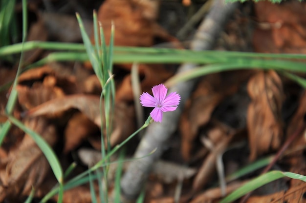 Un piccolo fiore rosa nella foresta