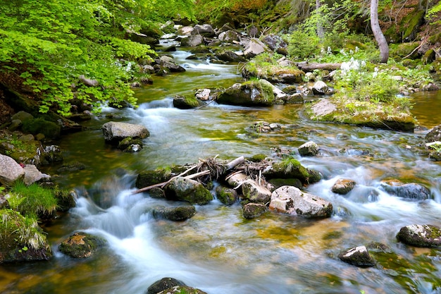 Un piccolo fiume di montagna scorre sulle rocce in una foresta verde