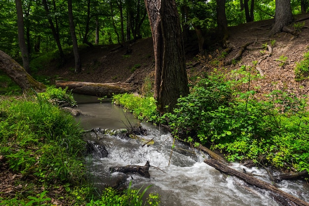 Un piccolo fiume in una foresta verde