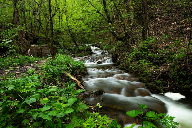 Un piccolo fiume nel profondo delle foreste