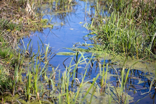 Un piccolo fiume o ruscello blu circondato da erba verde