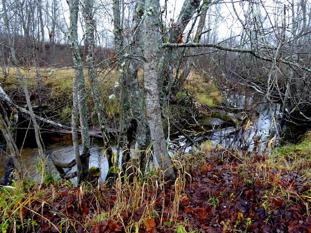 Un piccolo fiume selvaggio con alberi caduti e un sacco di rocce. Un piccolo fiume di trote durante l'autunno.