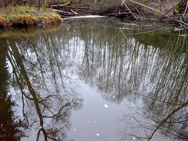 Un piccolo fiume selvaggio con alberi caduti e un sacco di rocce. Un piccolo fiume di trote durante l'autunno.