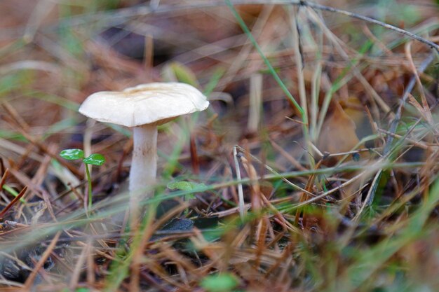 Un piccolo fungo che cresce in una foresta