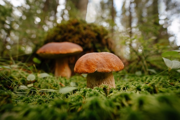 Un piccolo fungo commestibile marrone cresce su muschio verde in una foresta sfocata in orizzontale