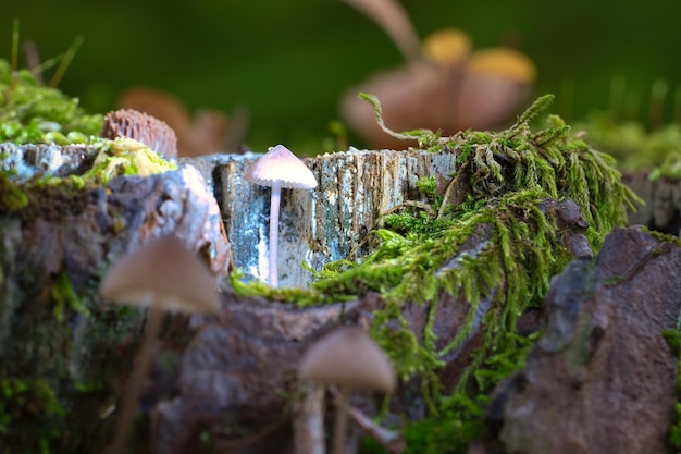 Un piccolo fungo in filigrana in una radice di albero con punto luminoso nella foresta Foresta