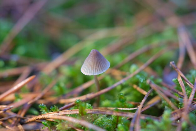 Un piccolo fungo in filigrana sul suolo della foresta in luce soffusa Macro shot natura