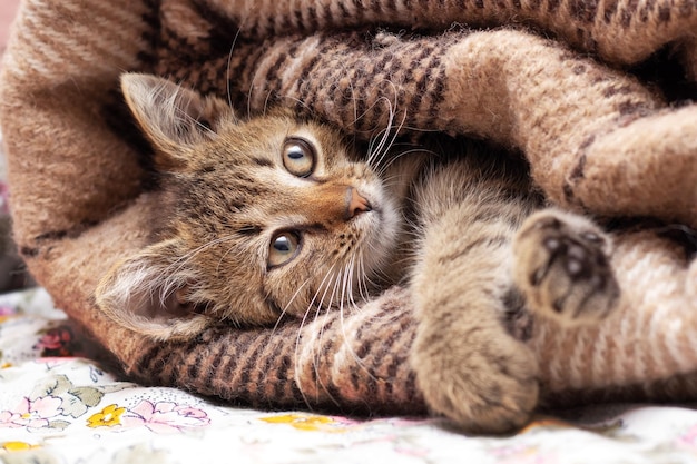 Un piccolo gattino a strisce carino avvolto in un plaid il gattino sta riposando