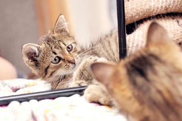 Un piccolo gattino a strisce giace vicino allo specchio il gattino si riflette nello specchio